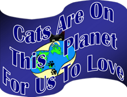 Shout your love cat expressions, your I love cats feelings, 
						and all feelings cats, with these awesome custom products.